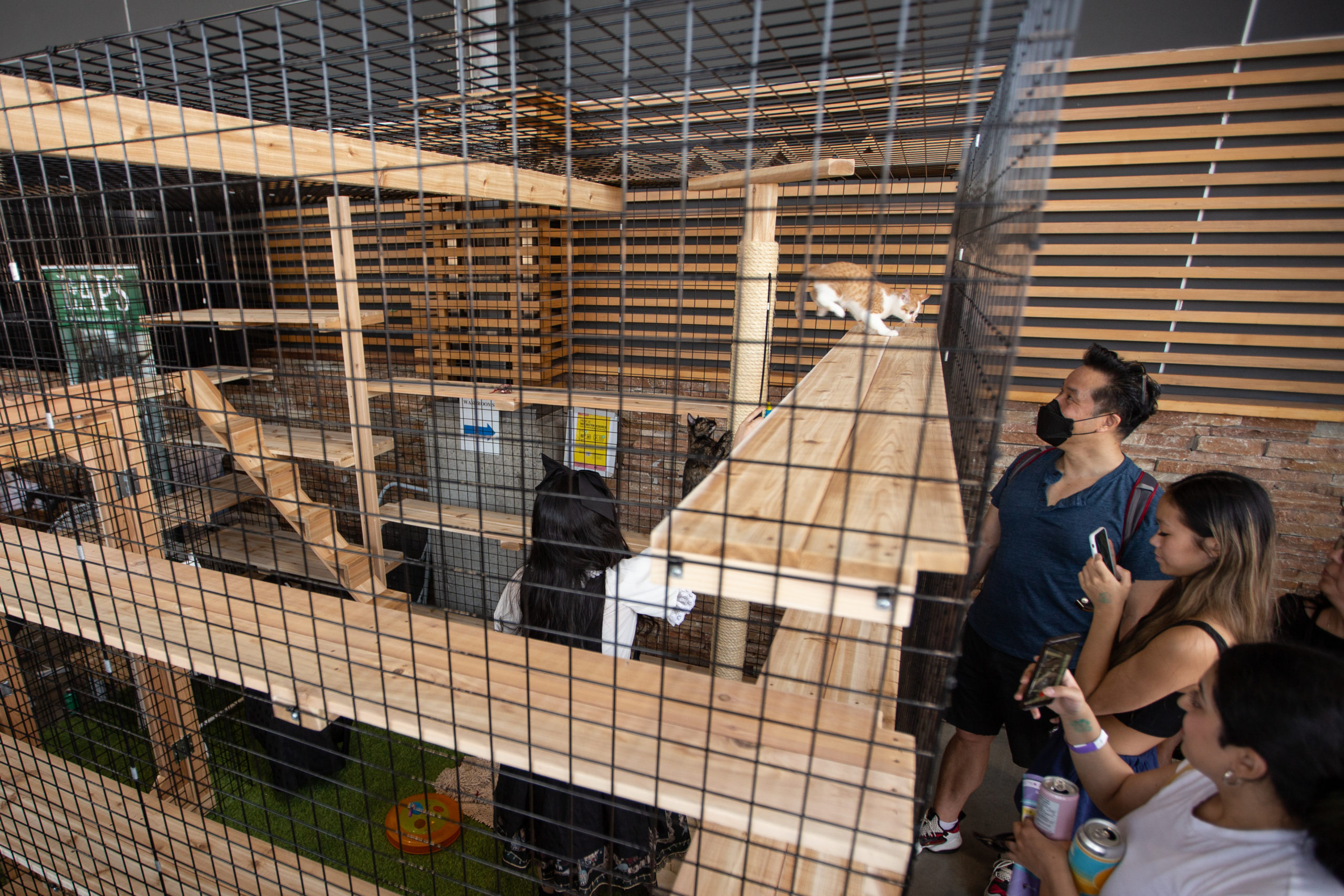 A kitten leaps to a platform in a walk-in petting cage at Meowfest 2022