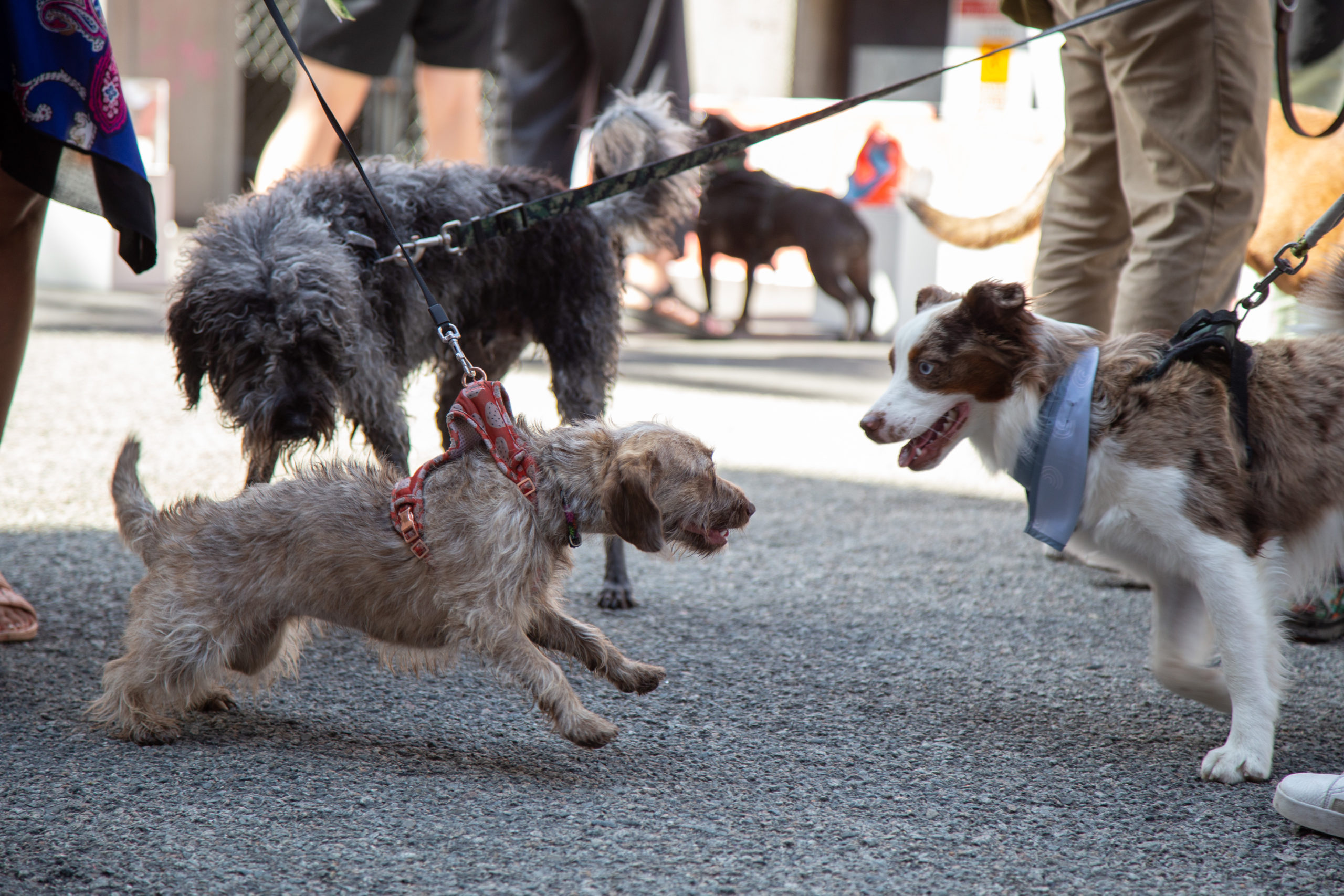 Three dogs greet at Pet-a-Palooza in Yaletown this year