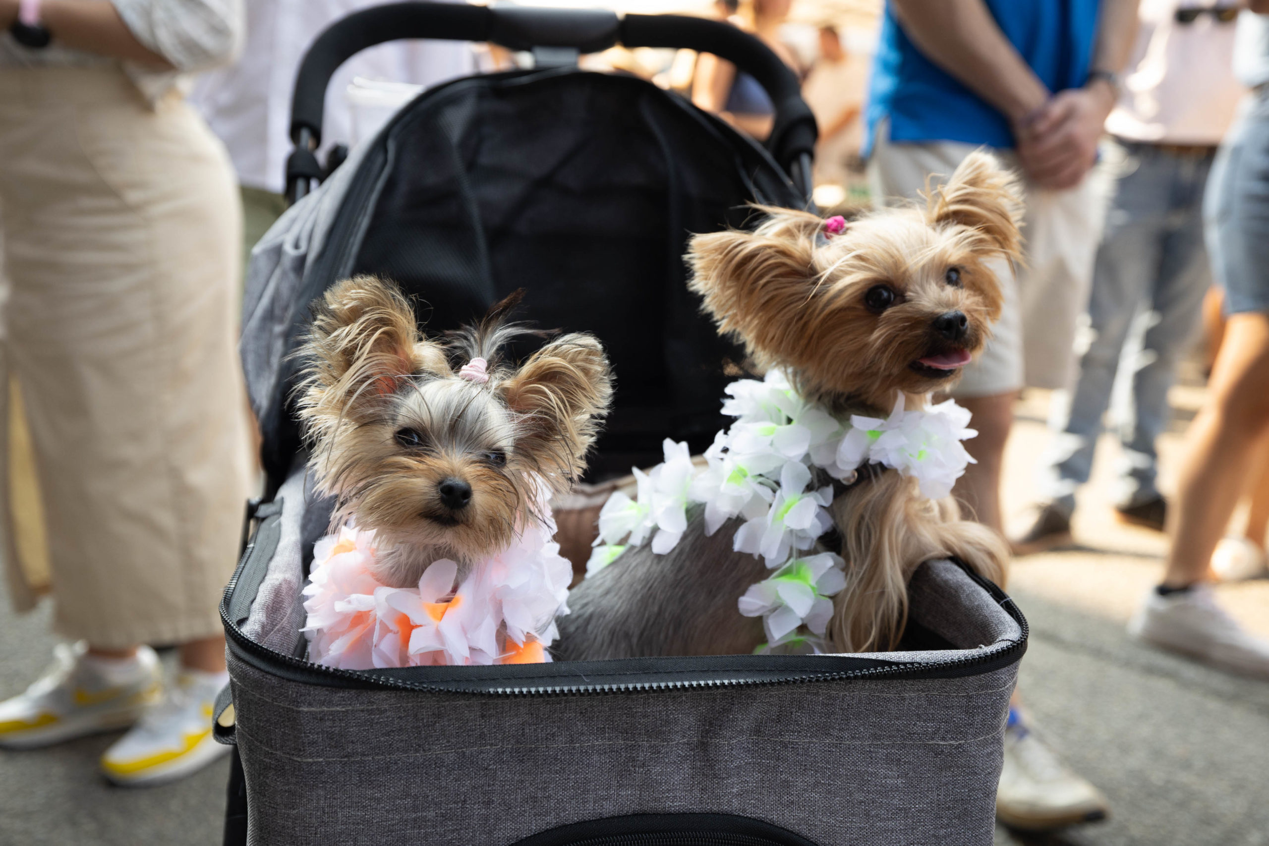 Two yorkies are in a stroller for pet-a-palooza pet festival in Yaletown