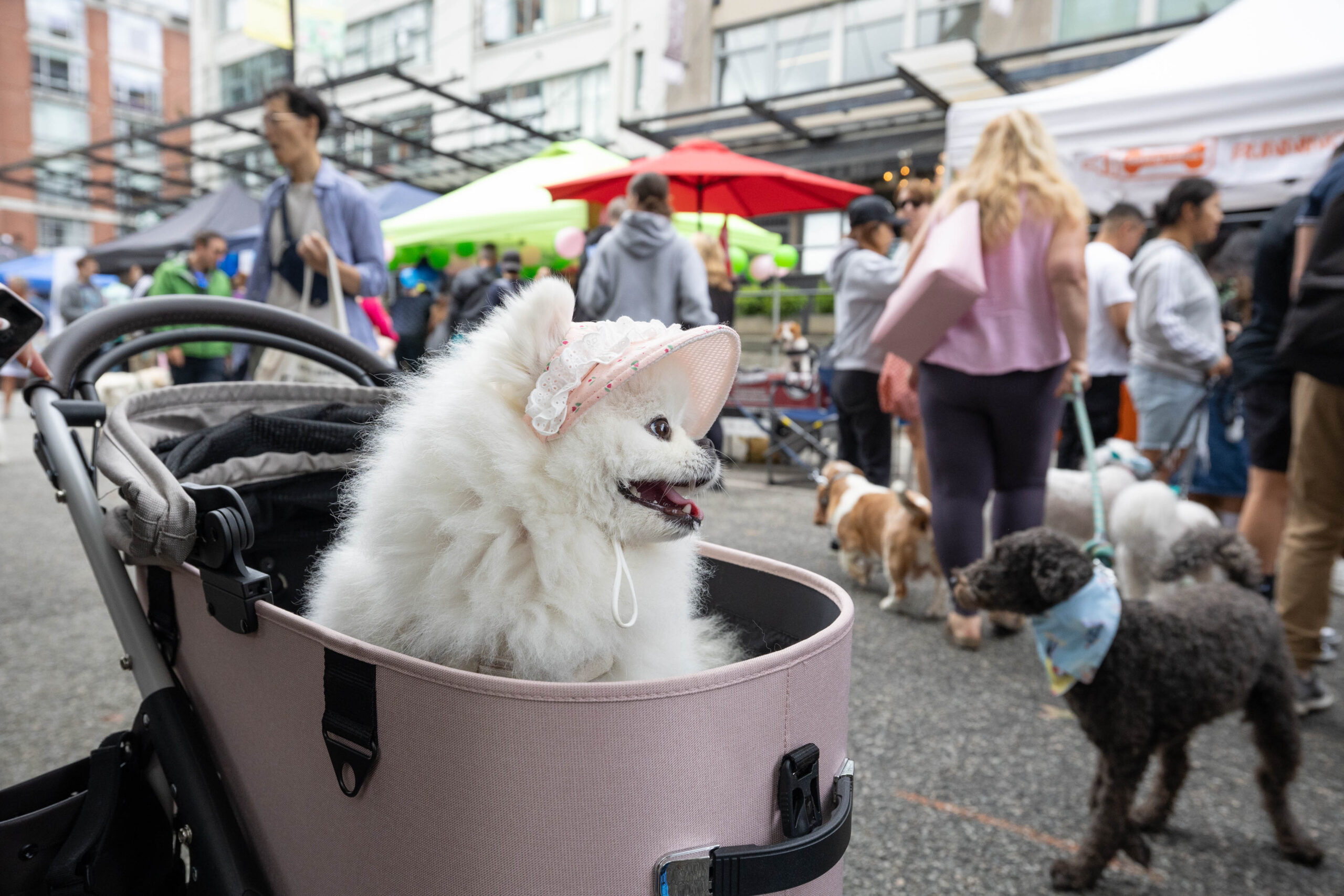 A white Pomeranian with a pink visor sits in a pink stroller with her mouth open at Pet-a-palooza in Yaletown