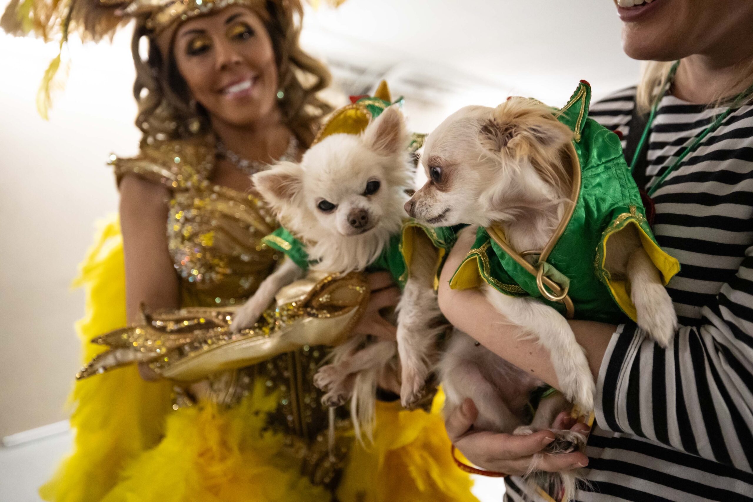 Jade, Mr. Piffles and Fourtune greeting each other backstage at the Piff the Magic Dragon show at the River Rock Casino